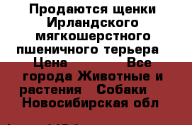 Продаются щенки Ирландского мягкошерстного пшеничного терьера › Цена ­ 30 000 - Все города Животные и растения » Собаки   . Новосибирская обл.